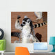 Im Strongring Tailed Lemur Wall Mural