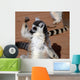 Im Strongring Tailed Lemur Wall Mural