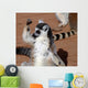 Im Strongring Tailed Lemur Wall Mural