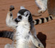Im Strongring Tailed Lemur Wall Mural