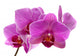 Purple orchid flower Wall Decal