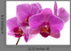 Purple orchid flower Wall Decal