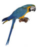 Blue Parrot