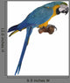 Blue Parrot