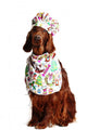 Irish Red Setter Dog in the Culinary Hat Wall Decal