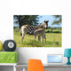 Baby Zebra Breast-feeding