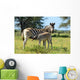 Baby Zebra Breast-feeding