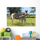 Baby Zebra Breast-feeding