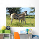 Baby Zebra Breast-feeding