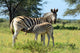 Baby Zebra Breast-feeding