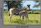 Baby Zebra Breast-feeding