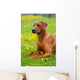 Rhodesian ridgeback in a spring flowers field Wall Mural