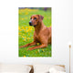 Rhodesian ridgeback in a spring flowers field Wall Mural