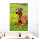 Rhodesian ridgeback in a spring flowers field Wall Mural