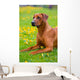 Rhodesian ridgeback in a spring flowers field Wall Mural