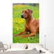 Rhodesian ridgeback in a spring flowers field Wall Mural