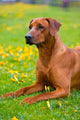 Rhodesian ridgeback in a spring flowers field Wall Mural
