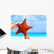 Star fish Wall Mural