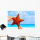 Star fish Wall Mural