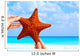 Star fish Wall Mural