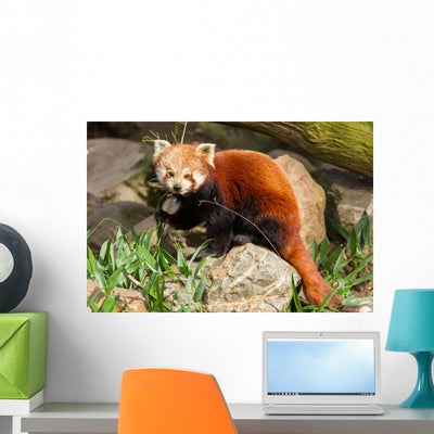 Red Panda Firefox or shown on a wall