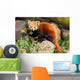 Red Panda Firefox or