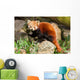 Red Panda Firefox or