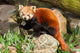 Red Panda Firefox or