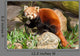 Red Panda Firefox or