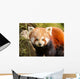 Red Panda Firefox or