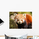 Red Panda Firefox or