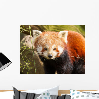 Red Panda Firefox or shown on a wall