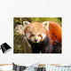 Red Panda Firefox or