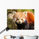 Red Panda Firefox or