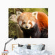 Red Panda Firefox or