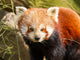 Red Panda Firefox or