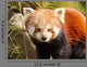 Red Panda Firefox or