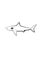 Shark Is Black