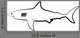 Shark Is Black