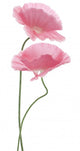 pink poppy Wall Decal