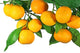 Tangerine Fruit Tree White Wall Decal