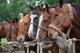 Horses Gaucho Festival Argentina