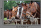 Horses Gaucho Festival Argentina