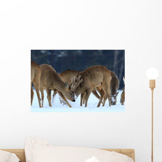 Roe Wall Mural