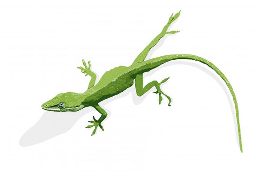 Anolis Lizard Green Wall Decal