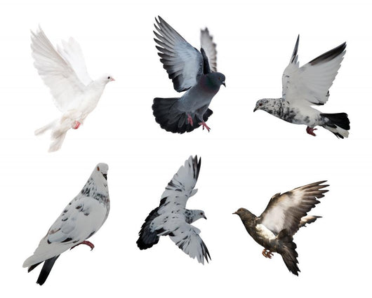 White Six Doves Wall Decal