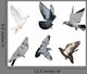 White Six Doves Wall Decal