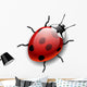 Ladybug