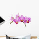 Phalaenopsis; moth orchid flowers and buds on white background Wall Decal