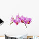 Phalaenopsis; moth orchid flowers and buds on white background Wall Decal